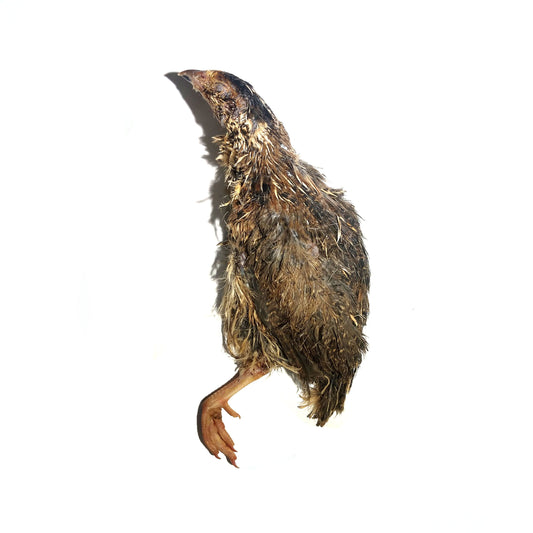 Frozen Quail Half