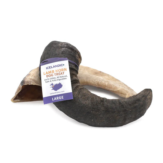 Icelandic Lamb Horn Large