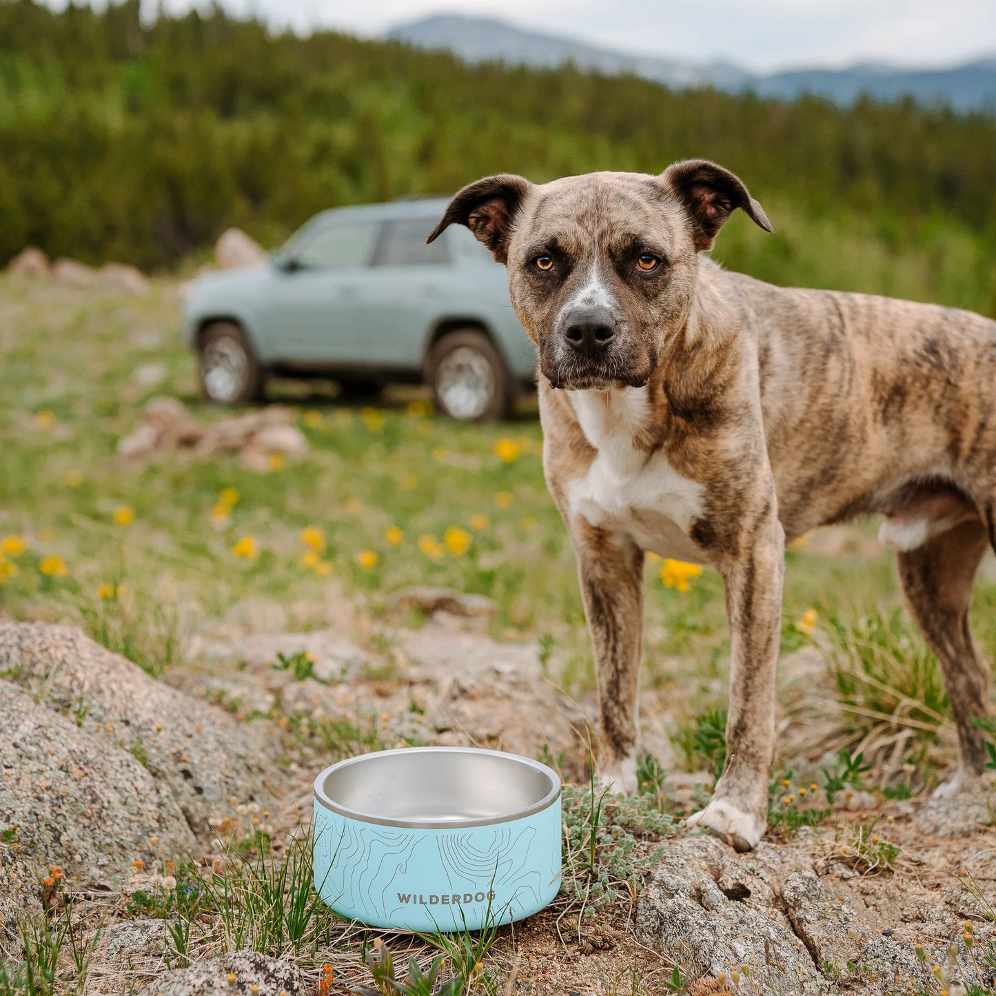 Stainless Steel Dog Bowls