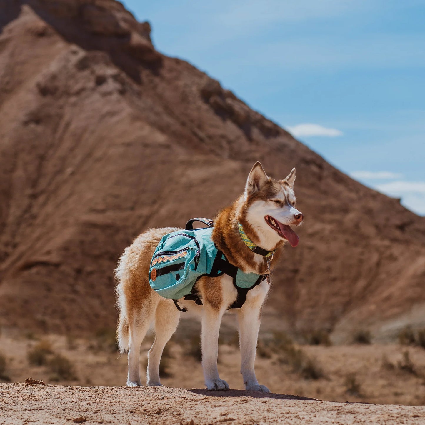 Dog Backpacks