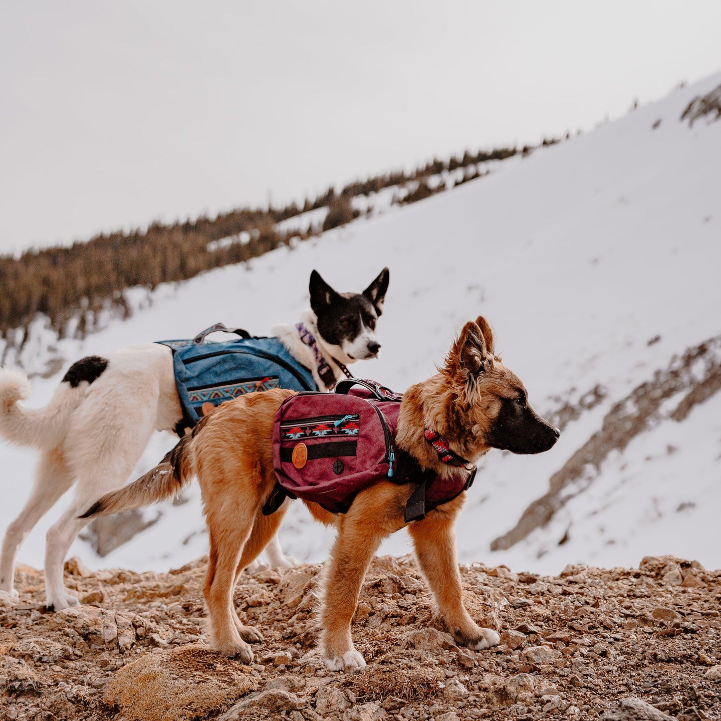 Dog Backpacks