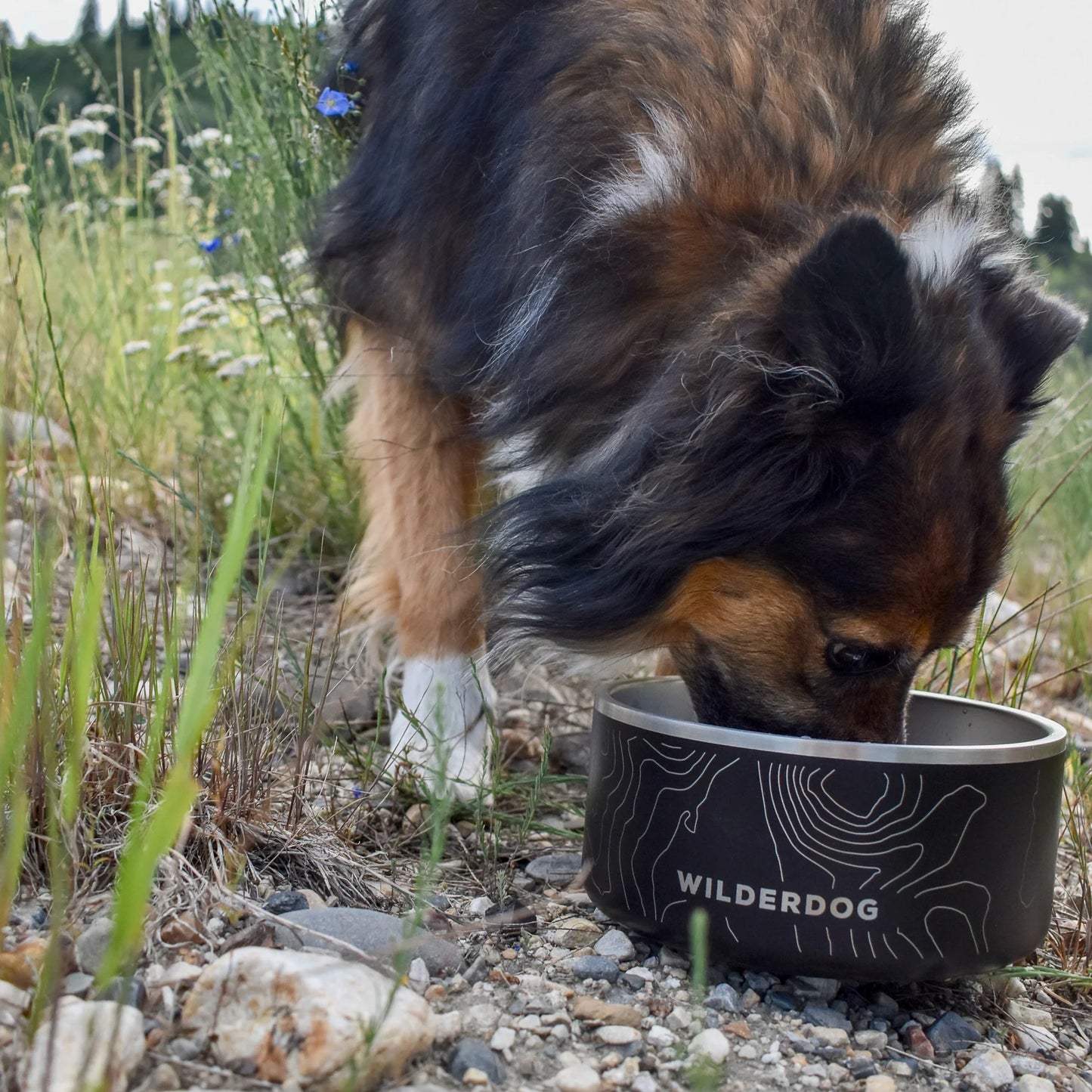 Stainless Steel Dog Bowls