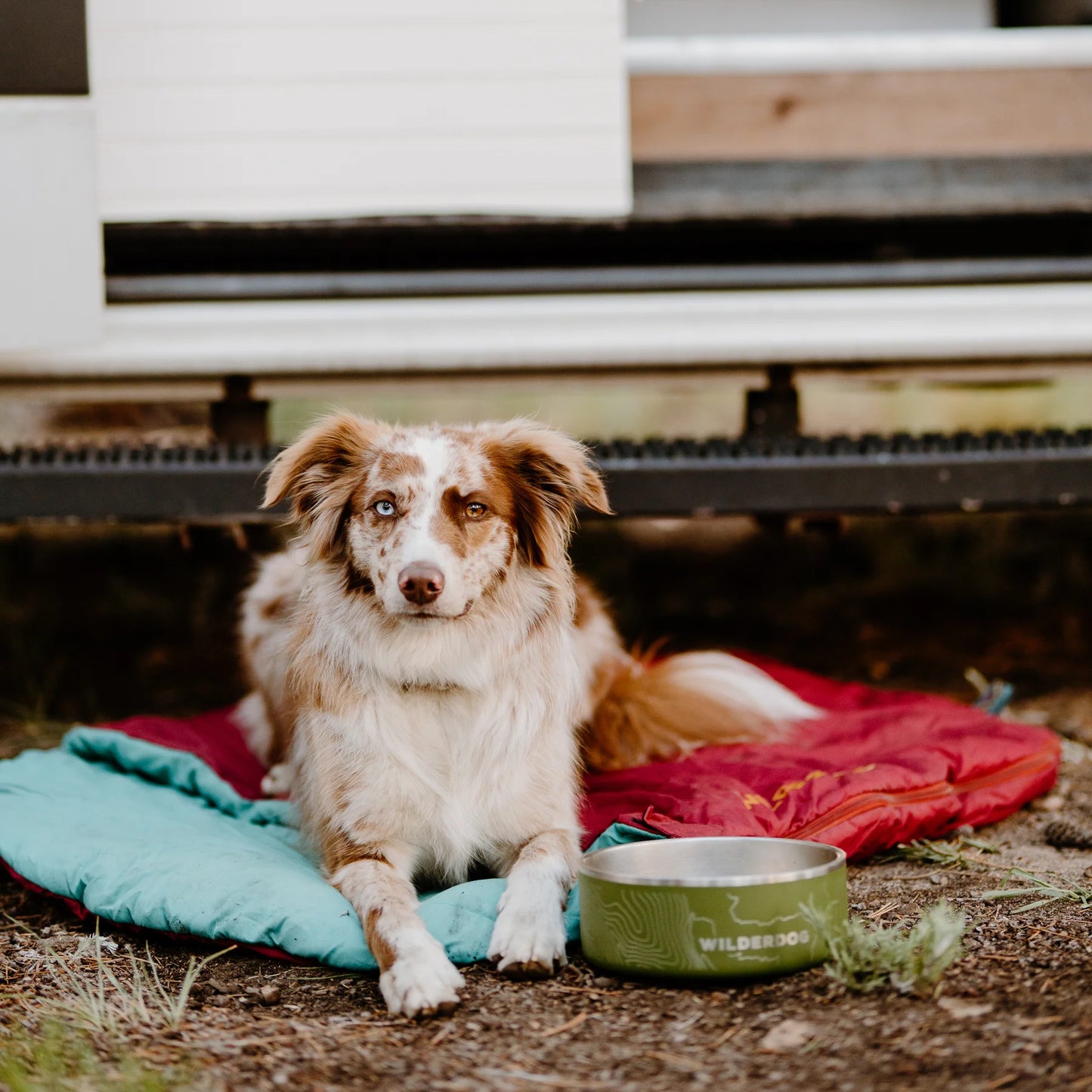 Stainless Steel Dog Bowls