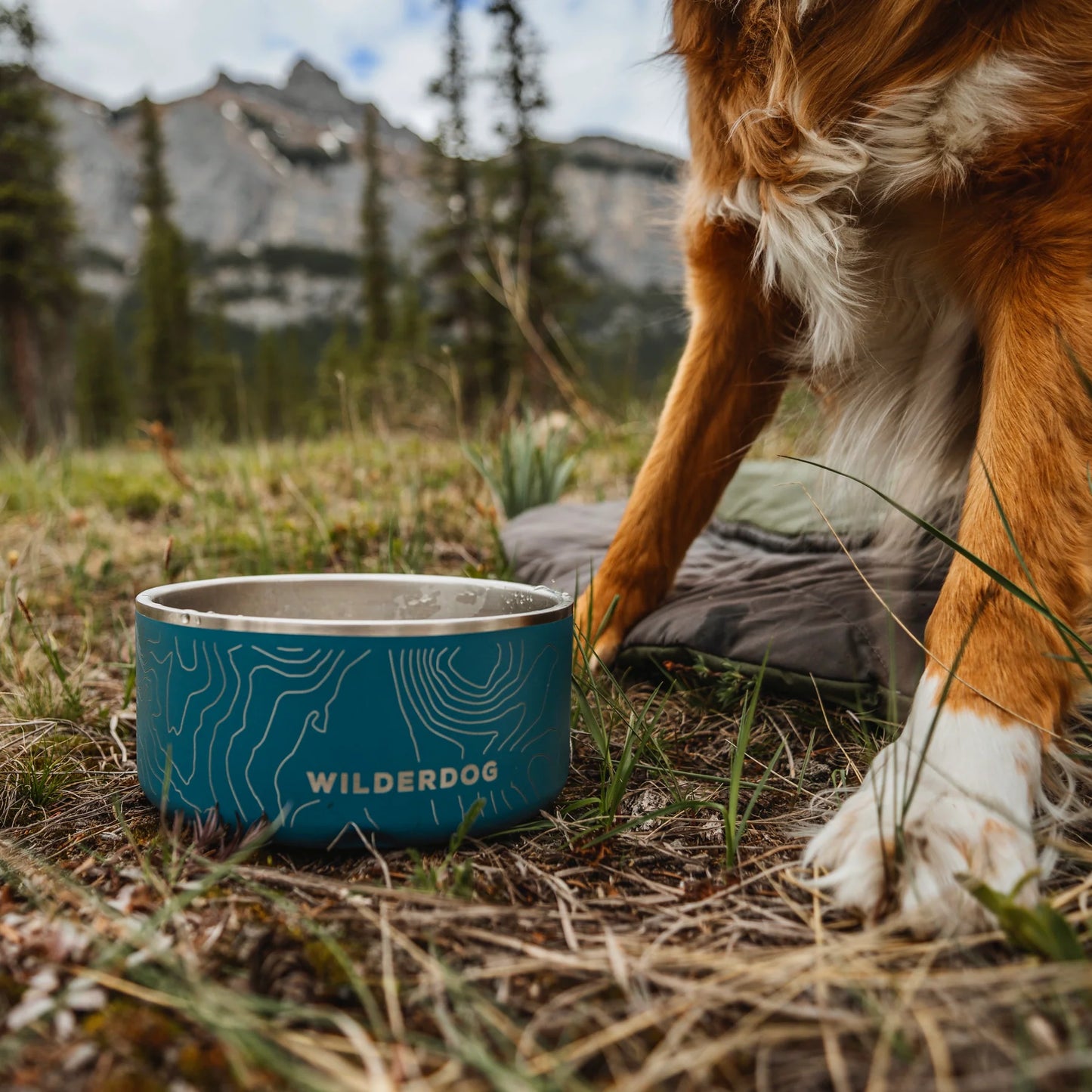 Stainless Steel Dog Bowls